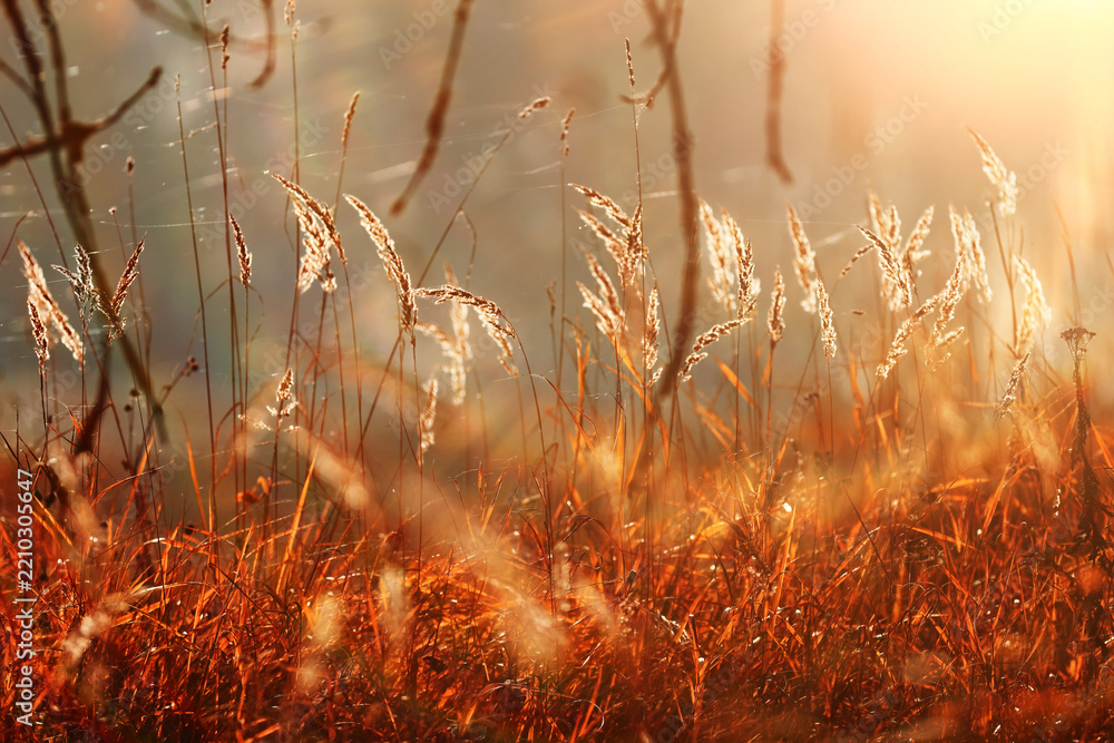 Obraz premium Autumn nature view, dry grass on a sunny day, the background of the outgoing season in warm tones