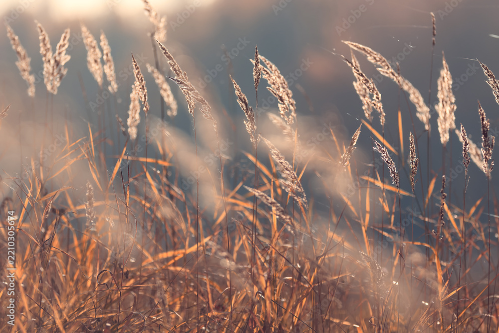 Obraz premium Autumn nature view, dry grass on a sunny day, the background of the outgoing season in warm tones
