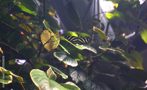 Zebra longwing butterfly perched on green leaves in tropical forest