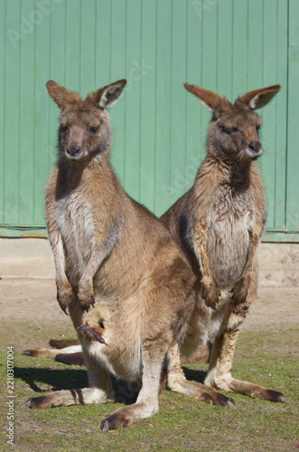 Two kangaroos standing with joey feet visible in pouch