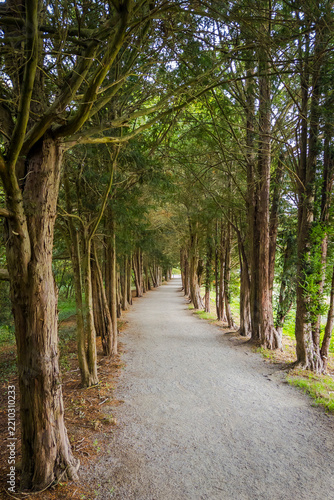 Kleine Allee mit Tunnelcharakter aus Eiben (Taxus baccata) bei Espelkamp, Deutschland