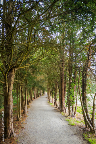 Kleine Allee mit Tunnelcharakter aus Eiben (Taxus baccata) bei Espelkamp, Deutschland
