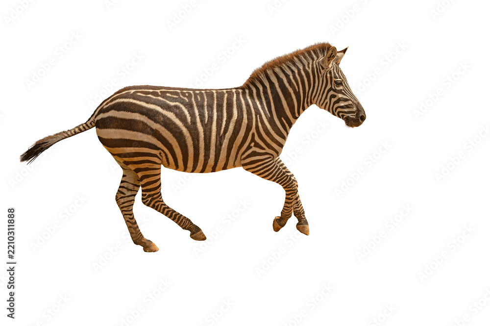 Obraz premium A full-body shot of a young zebra with a striped pattern galloping in isolation on a transparent background.