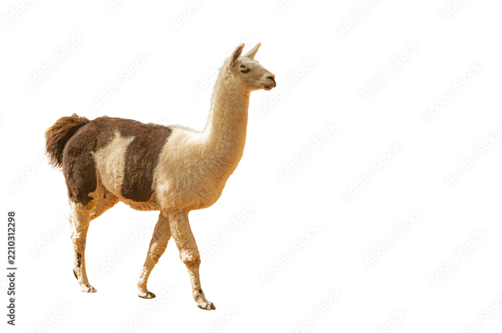 Obraz premium A full-body shot of a brown and white spotted, shaggy-haired llama walking in isolation on a transparent background. Llama glama.