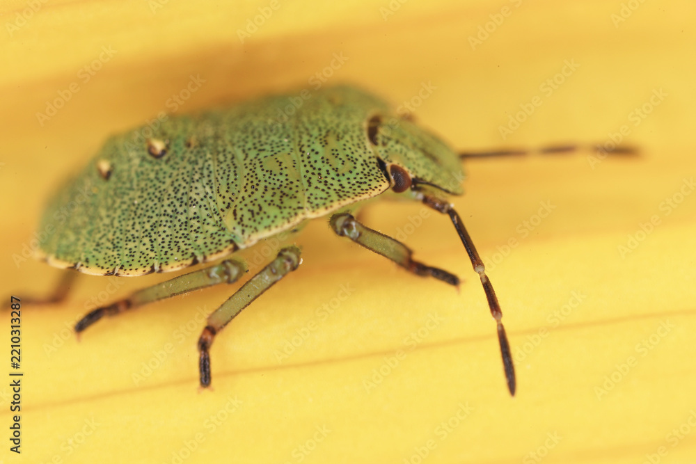 Obraz premium green stink bug, small bug, macro photo