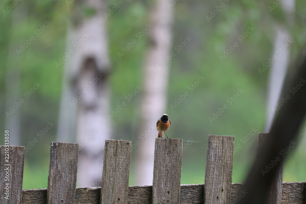Obraz premium Redstart is a small bird in the wild. Bird watching.