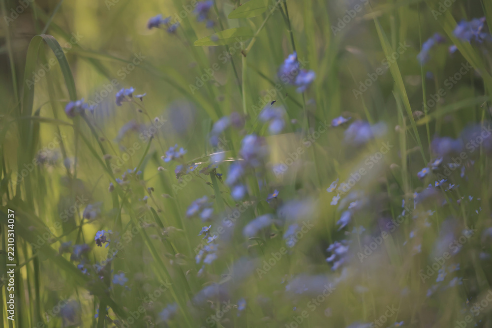 Obraz premium Forget-me-nots are delicate wild flowers, blue natural flowers in the forest