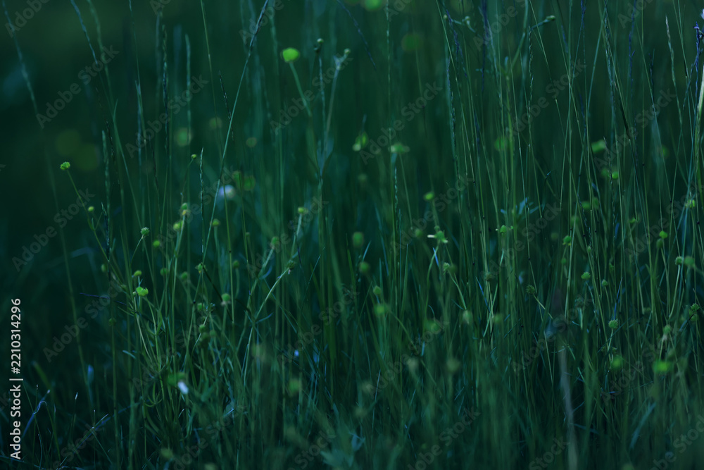 Obraz premium Dark green background nature, grass and eco concept abstract photo background
