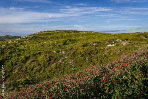 Heide-und Dünenlandschaft mit blühenden Rosenbüschen bei Rantum auf Sylt