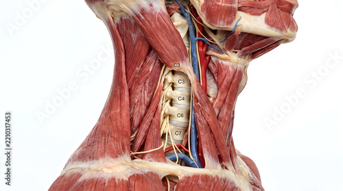 Anatomical model of the human neck showing muscle, artery, vein and nerve structure. Vertebrae are visible in the center