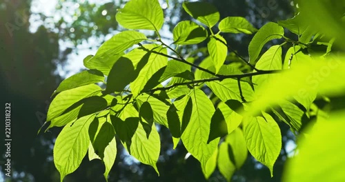 green leaves, sunlight, nature, foliage, close up