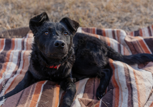 Cute black dog sitting on a striped blanket during an outdoor walk.