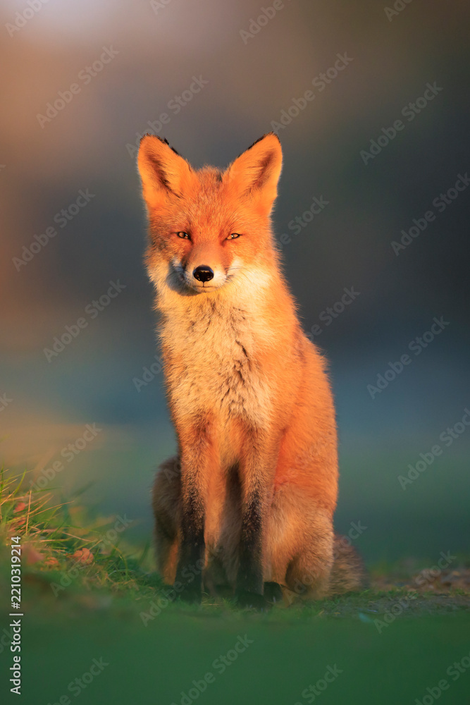 Obraz premium Wild red fox vulpes vulpes during sunset