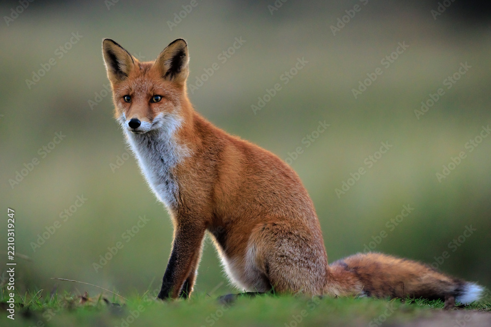 Obraz premium Wild red fox, vulpes vulpes, foraging in a meadow