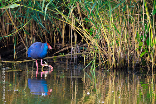 Purple swamphen or western swamphen, Porphyrio porphyrio, foraging