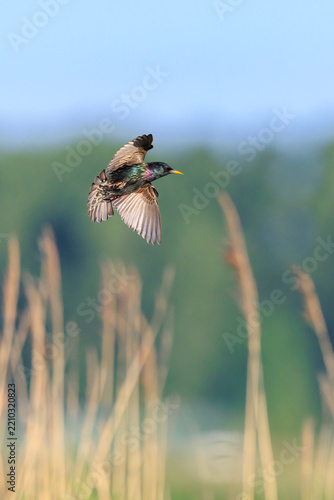 A flock of common starling birds Sturnus vulgaris migration in flight