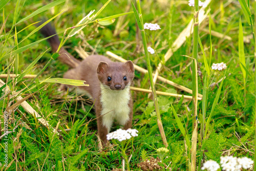 Stoat; mustela erminea; running hunting and jumping in grass