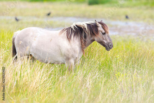 Konik or Polish Konik horse in a meadow