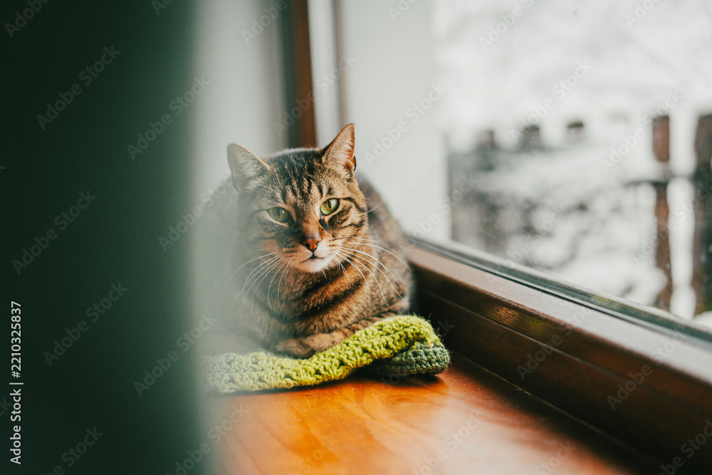 Obraz premium Cozy tabby cat resting on a green knitted blanket by the window in winter.