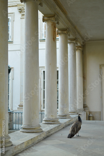 Fotografie Peacock walking through a historic European palace colonnade