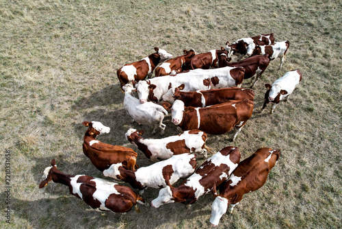 Aerial view of a herd of brown and white cows grazing in a dry grassy field in France.