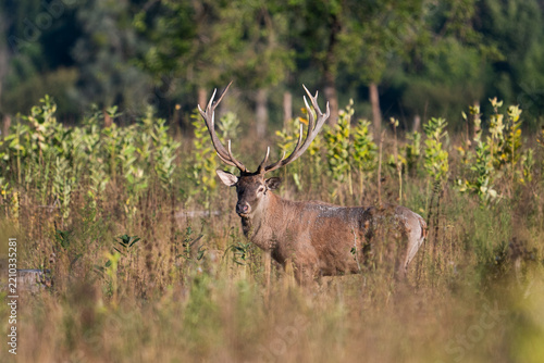 Red deer with big antlers in mating season
