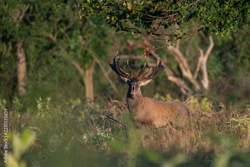 Red deer with big antlers in mating season