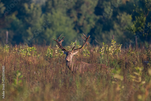 Red deer with big antlers in mating season