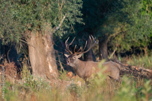 Red deer with big antlers in mating season