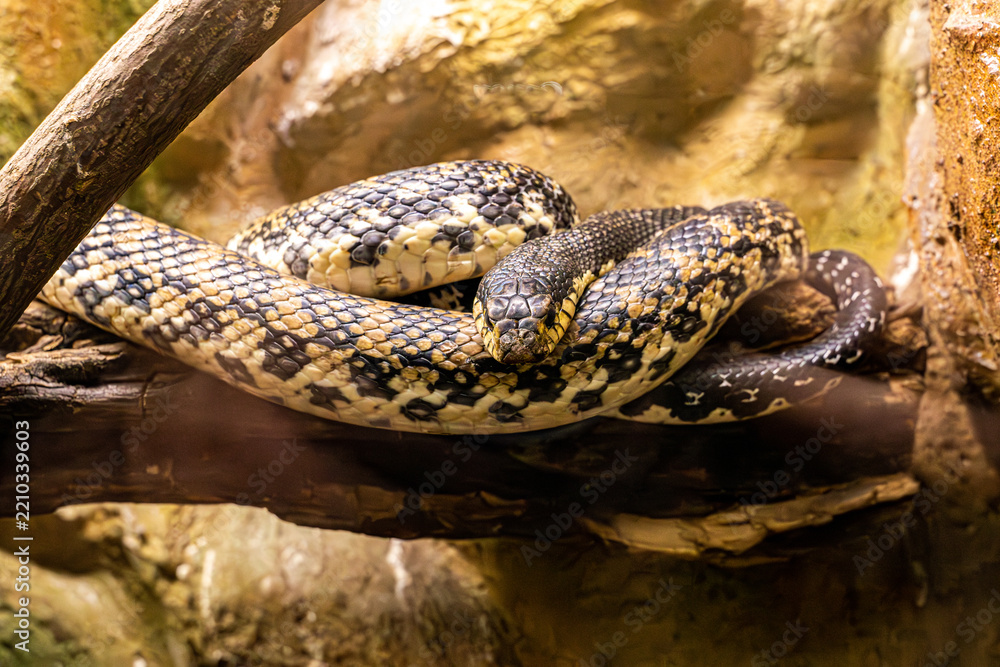 Obraz premium Large patterned snake coiled on tree branch inside terrarium under warm light showcasing scales and head detail, with snake, reptile, serpent, coil detail, showing scale, pattern, yellow, black