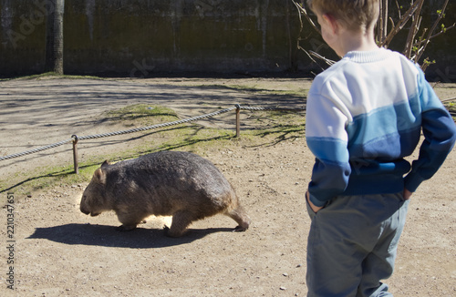 Little boy watching wombat in zoo enclosure