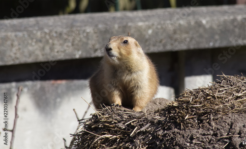 Black tailed prairie dog sitting on dirt mound in zoo enclosure