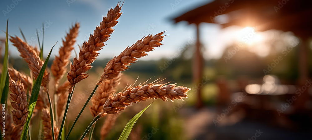 Obraz premium Golden wheat heads catching sunlight beside a rustic wooden shelter