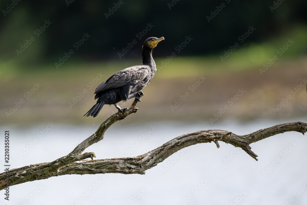 Fototapeta premium Ein Lieblingsplatz, ein alter Ast. Hier überblickt der Kormoran den ganzen See. Die gutes Aussicht ist umkämpft