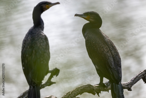 Ein Lieblingsplatz, ein alter Ast. Hier überblickt der Kormoran den ganzen See. Die gutes Aussicht ist umkämpft