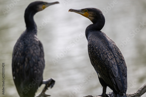 Ein Lieblingsplatz, ein alter Ast. Hier überblickt der Kormoran den ganzen See. Die gutes Aussicht ist umkämpft