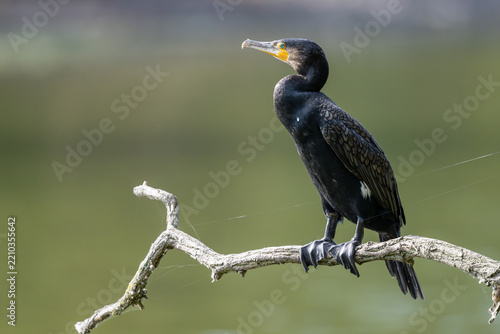 Ein Lieblingsplatz, ein alter Ast. Hier überblickt der Kormoran den ganzen See. Die gutes Aussicht ist umkämpft