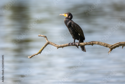Ein Lieblingsplatz, ein alter Ast. Hier überblickt der Kormoran den ganzen See. Die gutes Aussicht ist umkämpft