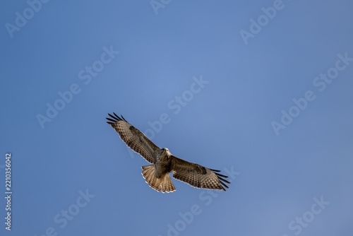 Erhaben gleitet der Bussard durch die Luft