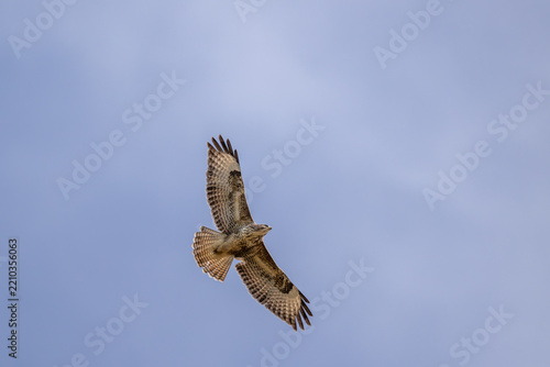 Erhaben gleitet der Bussard durch die Luft