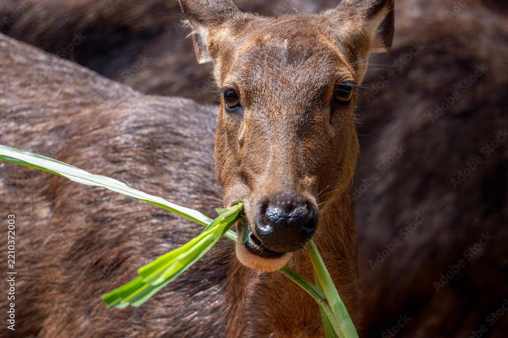 Obraz premium close-up wildlife portrait of a female deer