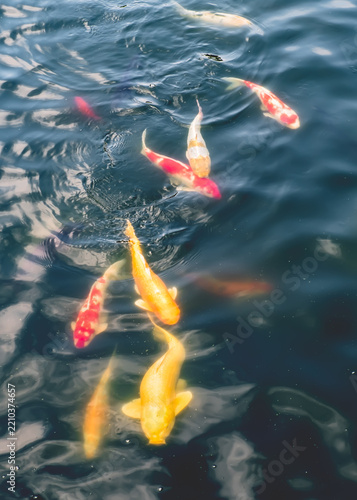 Obraz na plátně Koi Carp In The Ornamental Ponds Of Nan Lian Gardens, Hong Kong