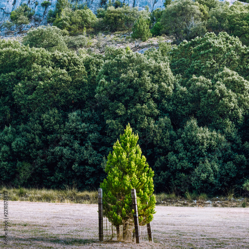 Close-up of a young protected pine tree