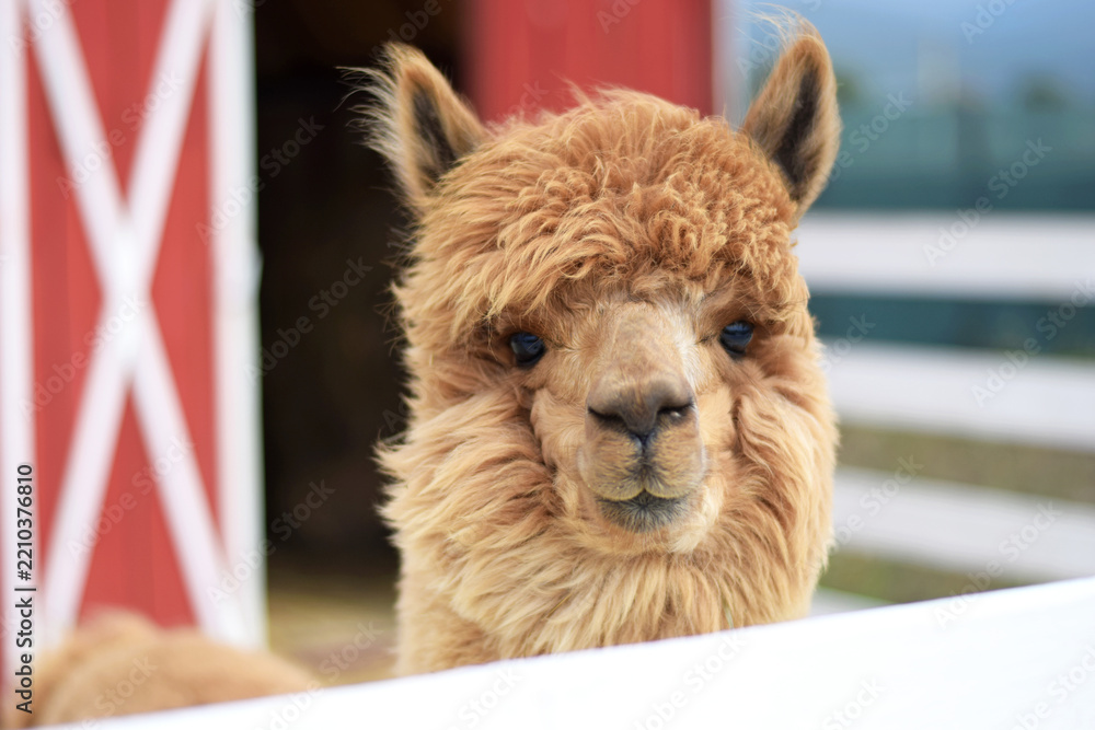 Obraz premium A brown alpaca stands near a red barn at an eco-friendly alpaca farm. Ideal for eco-tourism promotions, travel magazines, educational content, farm tourism ads, and social media marketing.