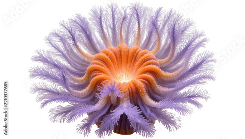Vibrant orange and purple feathery sea anemone, isolated on transparent background