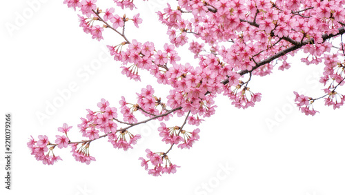 Delicate pink cherry blossom branches blooming in spring, isolated on transparent background