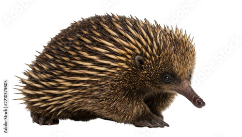 Fotografie Spiny echidna with sharp quills and fur, isolated on transparent background