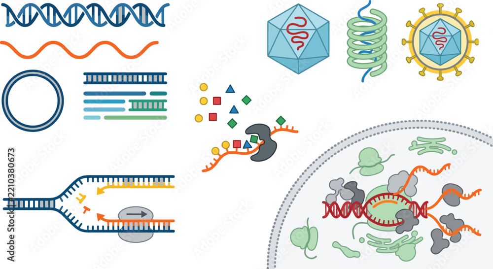 Fototapeta premium Molecular biology processes with DNA replication and viral particles in a clean vector illustration