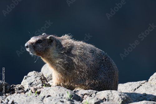 View of a yellow-bellied marmot resting on rocky terrain near Palouse Falls in Whitman County, Washington, United States.
