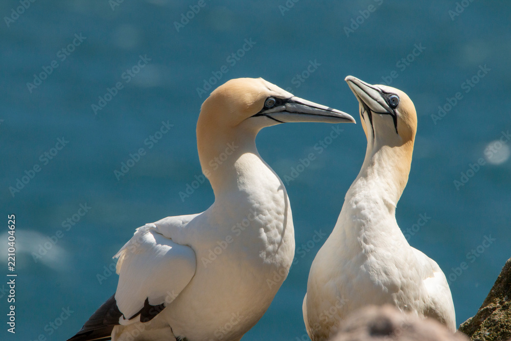 Fototapeta premium Gannet, Northern Gannet, Morus bassanus